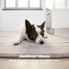 Music For Dogs、Sleepy Dogs、Dog Relaxation《Ambient Tranquility》[MP3/LRC]