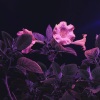 Rafael Cerato、ID ID - Failure
