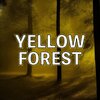 TMO - YELLOW FOREST