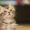 Music for Relaxing Cats、Piano Cat、Sleepy Pets - Caught in the Showers