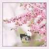 달빛 블루스 - 벚꽃 흩날리는 봄 (Spring with cherry blossoms flying around)