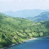 岑思衡 - 野猪林选段
