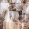 Flappable Iced - Interpolate