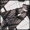 l.ucas - isolate