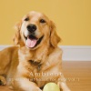 Calm Stress Relief、Relaxing Dogs、Sleepy Dogs《Angelic Ambient Choir Music》[MP3/LRC]