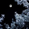 庭有树葳蕤 - 北风轻吹夜巷