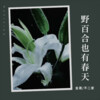 金晟 - 九张机
