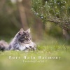 Ambient Tech、Nature Of Sweden、Sleepy Cats - Rain Forest