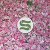 Braxe + Falcon、Paul Woolford、Sunni Colòn、Alan Braxe、DJ Falcon - Elevation (Paul Woolford Remix Edit)