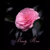 Mikedd、Sparklehorse、M. Ward、fruit bats - Beauty Rose (feat. Sparklehorse M. Ward & Fruit Bats)