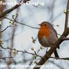 Gary Grey Nature Collective - Forest Insect Music