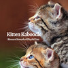 Binaural Beast、Cat Songs、The Cat Relaxer - Rising Light