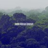 Lluvia del Bosque - Tranquil Woodland Soundscape