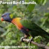 Mr. Austin Nature Hub《Birdsongs from the Tree Branch》[MP3/LRC]