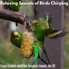 Ferdinand Bruno - Composed Birds