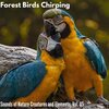 Dr. Louis Mil Nature - Sublime Forest