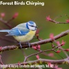 Jiang Yang - Orgy Birds Feasting
