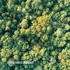 Forest Sounds FX - Rustling Leaves and Chirping Birds
