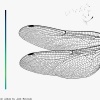 Bird Sounds - Sleep (Introduction)(Explicit)