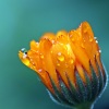 Rain Sounds - Delicate Droplets