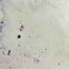 Adria - Marbre