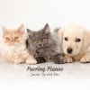 #Pianoclassico、Piano Novel、Paris Jazz Bar - Paws and Playtime