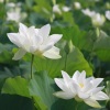 放松疗愈 - 一朵清莲 (钢琴)