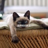 Música para dormir Gatos - Alluring Music for Memories