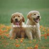 Música para dormir Gatos - Understated Music for Chilled Pets