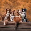 Música para dormir Gatos - Inspiring Music for Cats and Dogs Playing