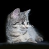 Música para dormir Gatos - Chilled Music for Soothing Cat