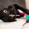 Cat Music Studio - Lovely Music for The Happiest Cats