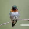 森林里的鸟、自然声带、森林的声音 - 森林鳥
