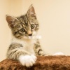 Relaxing Music for Cats - Laid-back Music for Memory