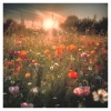 lemos、Cinthya Garcia - In Full Bloom