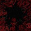 azryl - rose petals (Explicit)
