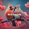 Bird Sound Collectors - A Performance by the Birds on a Bright Morning