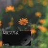 彭伟聪 - 梨花又开放