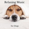 Pet Sandman、Calming Puppy Music、Relaxmydog - Doggie Dreamland Adventure (feat. Calming Puppy Music & Relaxmydog)