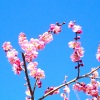 sasadan - 春の清香