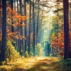 Hussain Ali、Azido 88、Yours Truly, CC - Forest