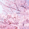 缪巧 - 舞い落ちる花びら (Fallin' Flower)