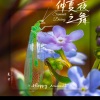 夏宇 - 仲夏夜之舞