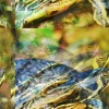 Subjugate Frantically - Untenableness