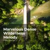 Forest Sounds、Ambient Forest、Rainforest Sounds - Green Swampy Jungle
