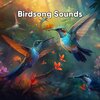 Bird Sound Collectors - The Dawn Chorus