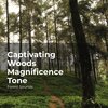 Forest Sounds、Ambient Forest、Rainforest Sounds - Stream in the Woodland