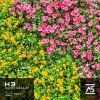 H3、Trishita Recs - H.A.P.P.Y.N.E.S.S.