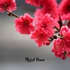 World Space、Soul Sigh - floral peace
