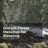 Forest Sounds、Ambient Forest、Rainforest Sounds - Experience the Nature